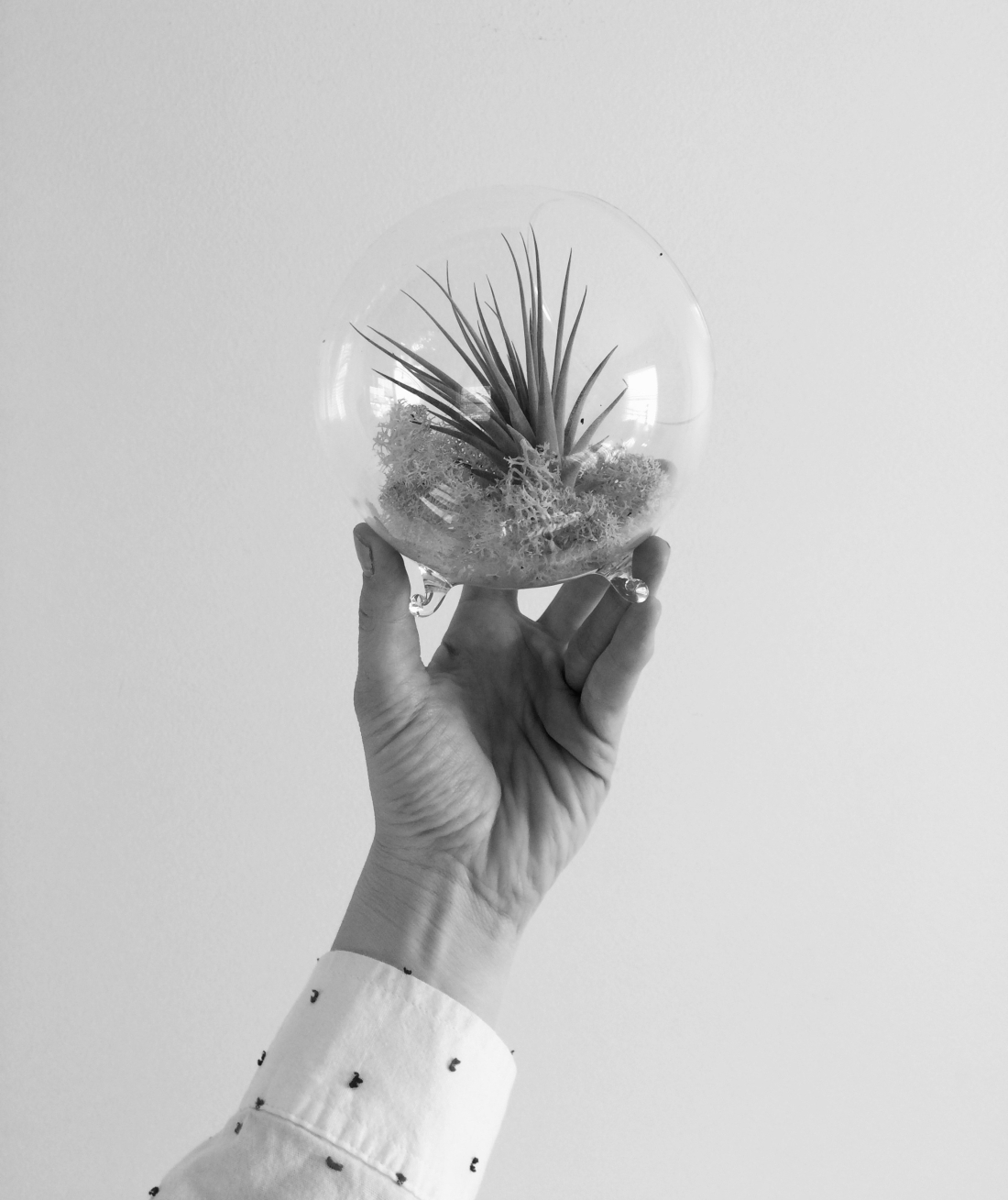 Woman's hand with polka dot sleeve holding a glass circle with an air plant in it. Black and white photograph. Plain gray background.
